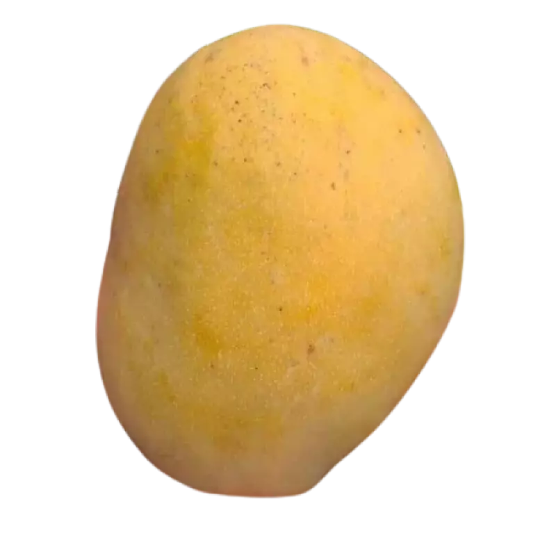 Mangue julie