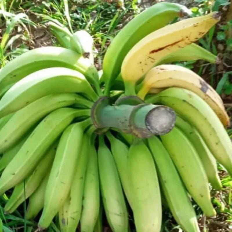 Banane Plantain