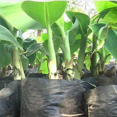 Plant Banane Plantain