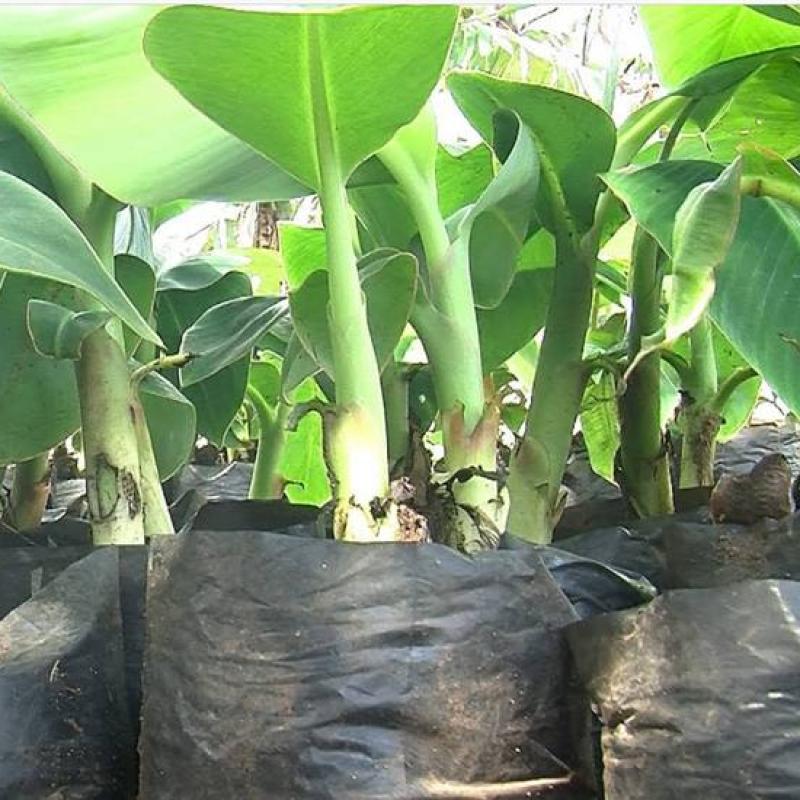 Plant Banane Plantain